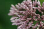 Joe Pye weed